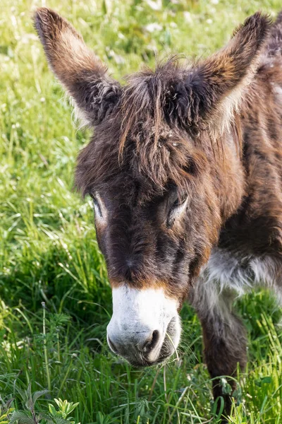 Close-up of a brown donkey in the green meadows of Asturias.The photo was taken using a mixture of natural and artificial light.The photo is taken in vertical format.