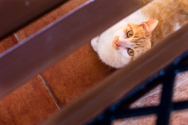 Asturias 'taki Aller Konseyi' nde bir bankın ahşap tahtalarından kameraya bakan kahverengi ve beyaz kedi. Fotoğraf yukarıdan ve yatay formatta çekildi.
