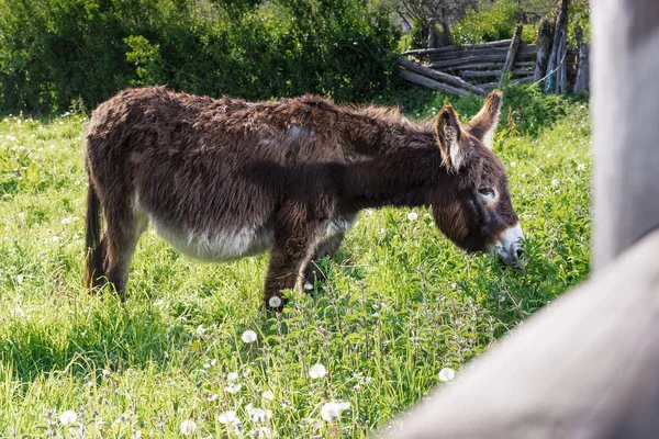 General shot of a brown donkey grazing on a farm in Asturias.The photograph is taken in horizontal format and has a natural out-of-focus frame with the wooden post of the farm\'s fence.