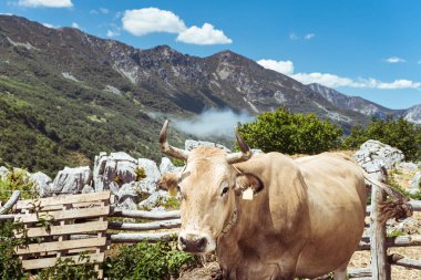 San Isidrodaki Asturian dağ geçidinin manzarası. Ön planda tipik bir kahverengi inek görebilirsiniz. Fotoğraf güneşli bir günde çekilir ve yatay biçimde çekilir..