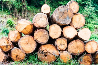 Asturias, İspanya 'da bir ormanda kesilmiş ve istiflenmiş odun kütükleri. Fotoğraf yatay formatta çekilmiş..