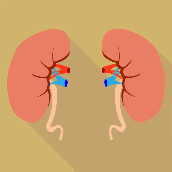 Human kidneys — Stock Vector