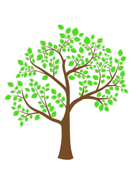 yeşil yaprakları ile ağacı