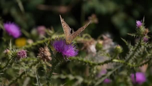 Motýl na květině — Stock video
