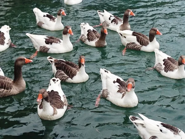 Ducks — Stock Photo, Image