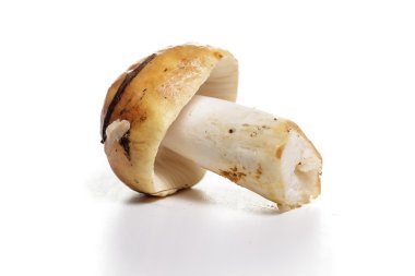 Beyaz zemin üzerine sarı mantar