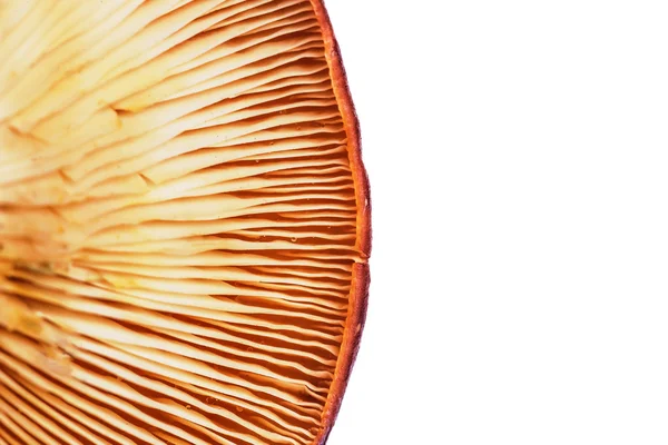 Гіменофор агару. їстівні гриби крупним планом — стокове фото