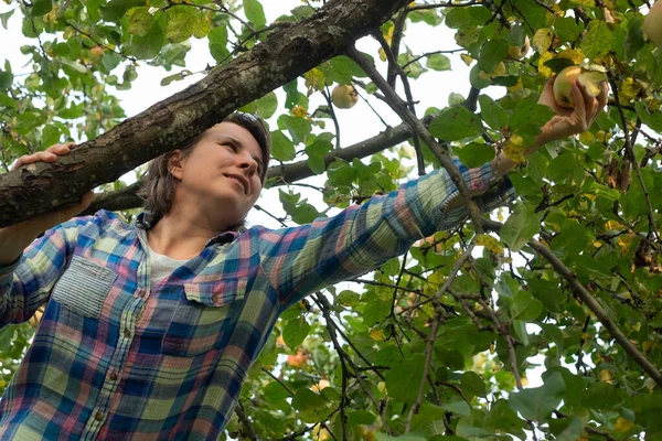 Jovem mulher da fazenda pegando maçãs da árvore da maçã — Fotografia de Stock