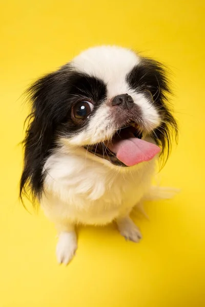 Ein Hund japanisches Kinn vor gelbem Hintergrund — Stockfoto