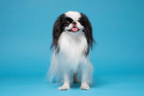 Um cão queixo japonês contra fundo azul — Fotografia de Stock