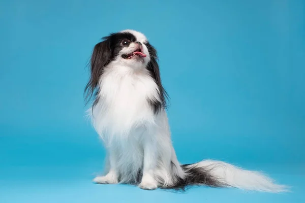 Um cão queixo japonês contra fundo azul — Fotografia de Stock