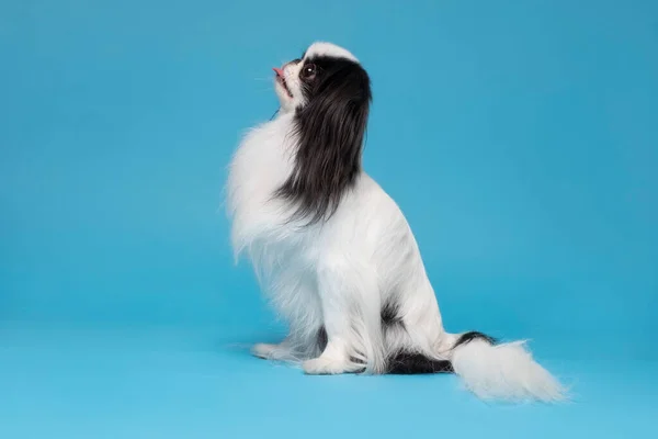 Ein Hund japanisches Kinn vor blauem Hintergrund — Stockfoto