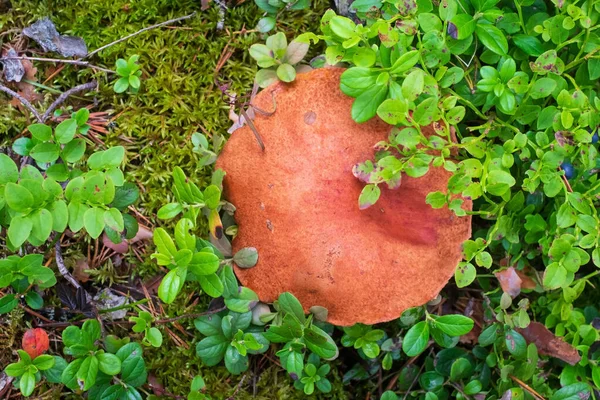 Champignon Leccinum aurantiacum, bolet. Champignon comestible poussant dans la forêt — Photo