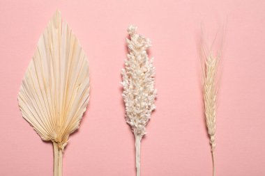 Pembe arka planda çeşitli sarı kurumuş kır çiçekleri..