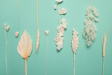 Mavi arka planda çeşitli sarı kurumuş kır çiçekleri.