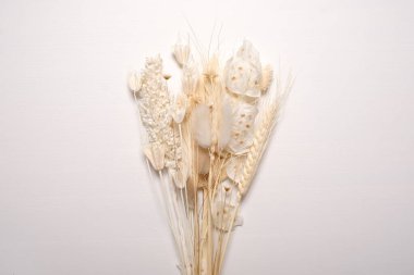 Beyaz arka planda çeşitli sarı kurumuş kır çiçekleri.