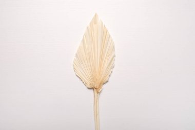 Beyaz arka planda kurumuş bir kır çiçeği. Görüntüyü kapat