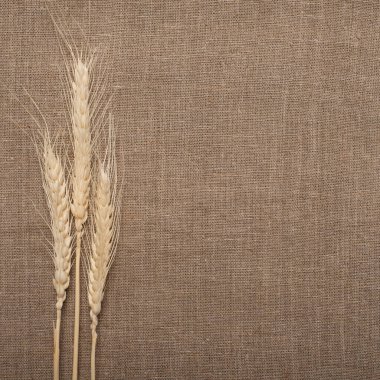 Tekstil arka planında üç buğday kulağı. Düz yatıyordu