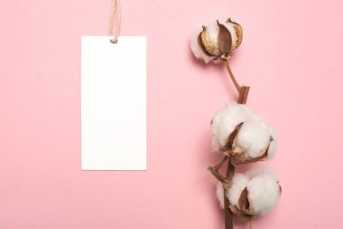 Renkli arkaplanda boş telif alanına sahip pamuk bitkisi çiçeği.