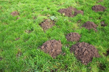 Köstebek delik yeşil sahada