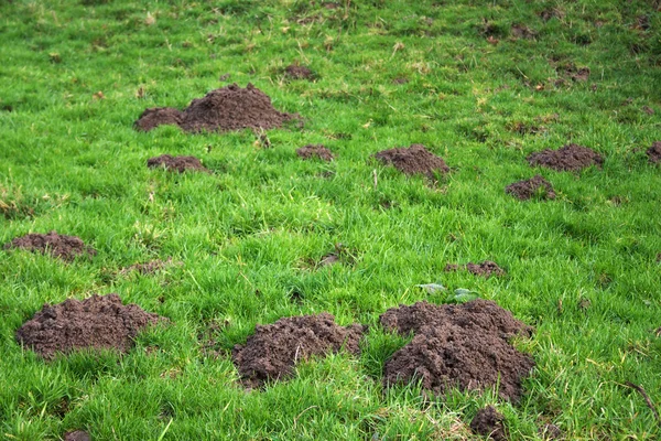 Trou de taupe sur le champ vert — Photo