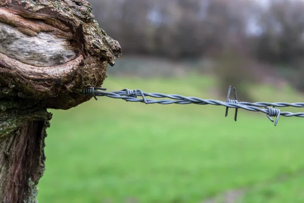 Prikkeldraad gekiemde door middel van een boomstam — Stockfoto