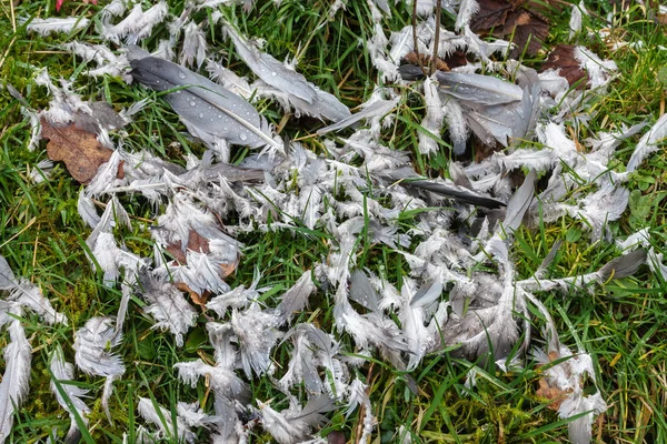 Plumas de aves muertas en el suelo —  Fotos de Stock