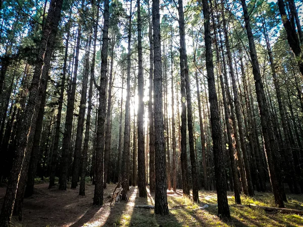 Yüksek Çam Ağaçlı Orman Ormanı — Stok fotoğraf