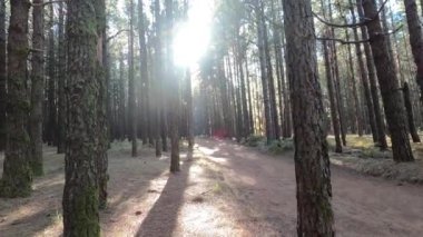 Güneşli bir sonbahar gününde ormanda yürümek