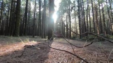 Güneşli bir sonbahar gününde ormanda yürümek