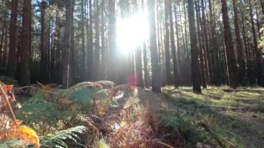 Güneşli bir sonbahar gününde ormanda yürümek
