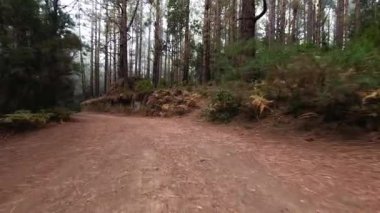 Güneşli bir sonbahar gününde ormanda yürümek