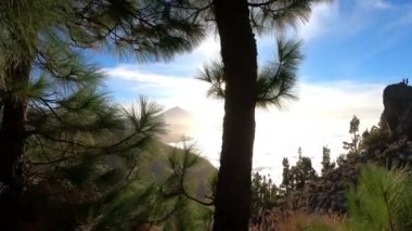 Güzel yeşil çam ağaçları ve okyanuslu uçurum. Açık hava, doğal alan ve çevre kavramı