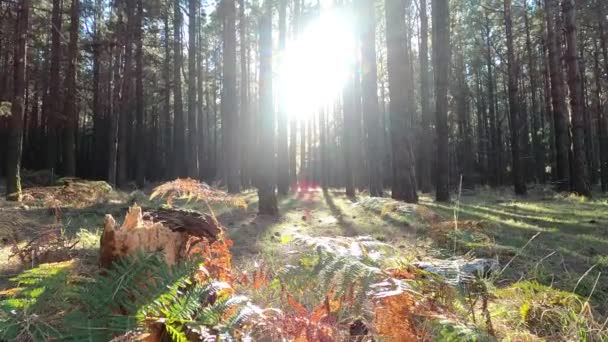 Mersul Jos Pădure Ziua Însorită Conceptul Naturii — Videoclip de stoc