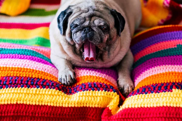 Grappige Oude Pug Hond Geeuwen Klaar Slapen Ontspannen Thuis Een — Stockfoto