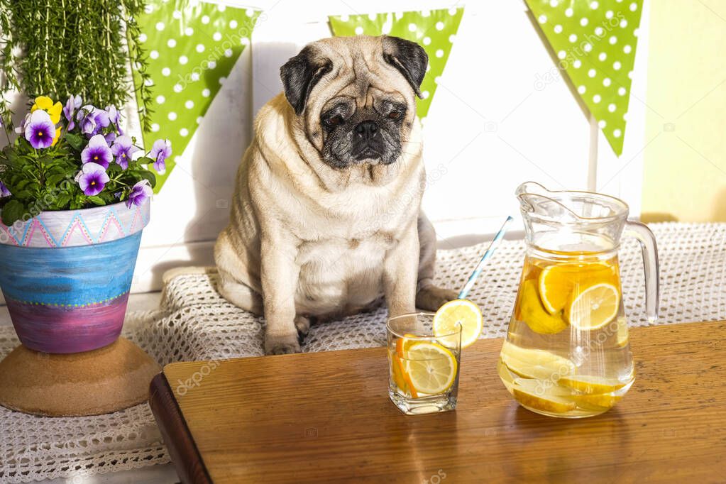 Nice funny pug dog looking a healthy diet lemonade on the table