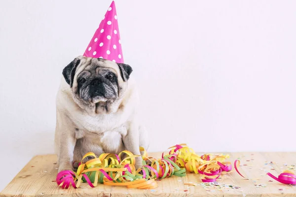 Oude Grappige Pug Hond Vieren Verjaardag Oudejaarsavond Concept Met Gekleurde — Stockfoto