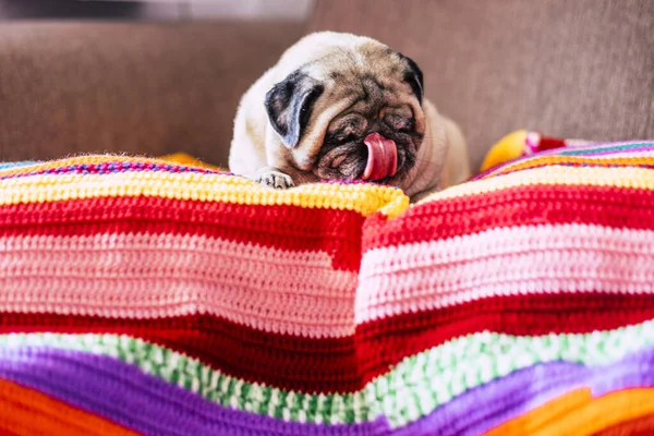 Zoete Schattige Hond Pug Ontspannen Een Gekleurde Deken Thuis — Stockfoto