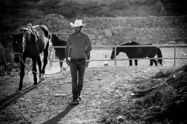 Kovboy yaşam tarzı adamı açık havada atlarla çalışır.