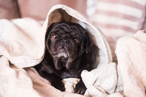 Negro Perro Pug Perezoso Tener Relajarse Tiempo Bajo Blanco Cubierta — Foto de Stock