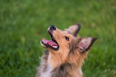 Yavru köpek Shetland Collie 'nin sevimli portresi yeşil doğa parkı arka planında duruyor ve poz veriyor.