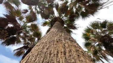 Mavi gökyüzü arkaplanındaki tropik palmiyelerin düşük açılı görüntüsü 