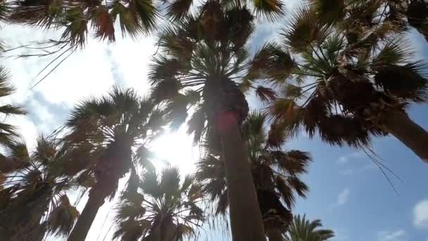 Lage Hoek Uitzicht Van Tropische Palmen Blauwe Lucht Achtergrond — Stockvideo