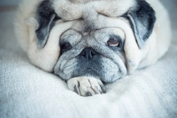 Portret Van Oude Luie Grappige Hond Die Thuis Ligt Ontspant — Stockfoto
