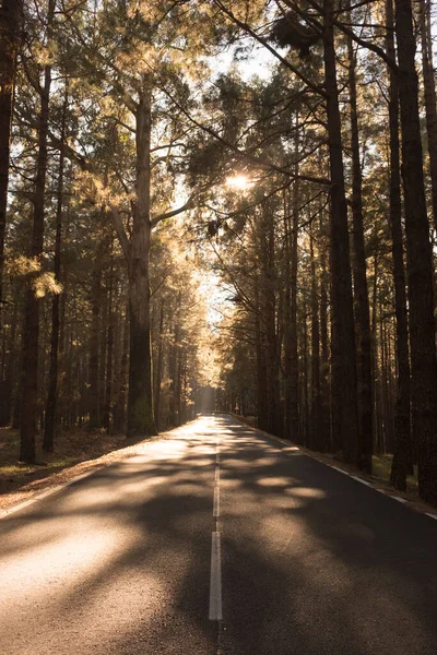 Tyhjä Rauhallinen Tie Läpi Metsän Täynnä Kauniita Puita — kuvapankkivalokuva
