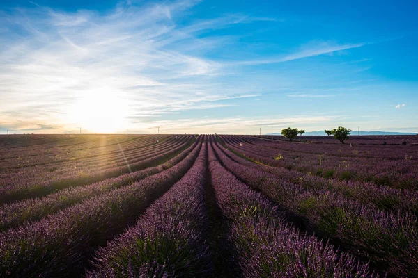 Vacker Utsikt Över Lavendel Fält Solnedgång Bakgrund — Stockfoto