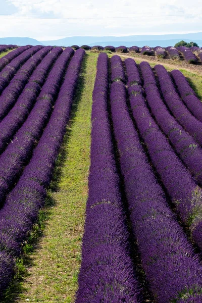 Campo Lavanda Europa França Provence Valensole Temporada Verão Fragrância Perfumes — Fotografia de Stock