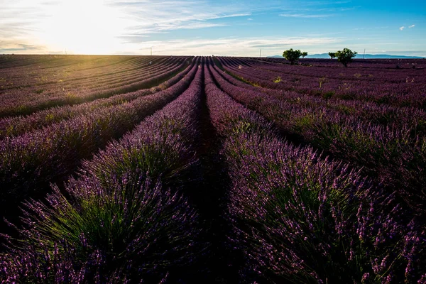 Pole Lawendy Francji Prowansja Valensole Piękna Przyroda Plenerowy Krajobraz Lawendy — Zdjęcie stockowe