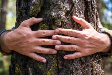 Ormandaki bir çam ağacını kucaklayan yaşlı adamın ellerini kapat. İnsanlar ve çevre, gezegeni ormansızlaştırma konsepti olmayan yaşam tarzı haklarından kurtarır. Doğaya ve dünyaya gelecek için yardım et.
