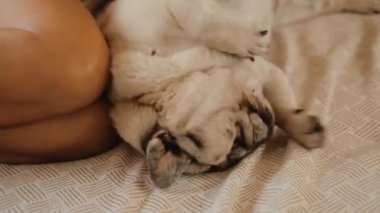 Yetişkin bir kadın yatakta uyuyor en iyi arkadaşına sarılıyor pug dog